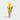 Tulipan vinprop detalje nærbillede