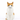 Vase de chats de squash