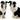 Kit Border Collie Salt & Pepper
