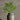Fern - Tige artificielle