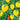 Affiche de citron jardin - plus de taille (A39, A169, A1139)