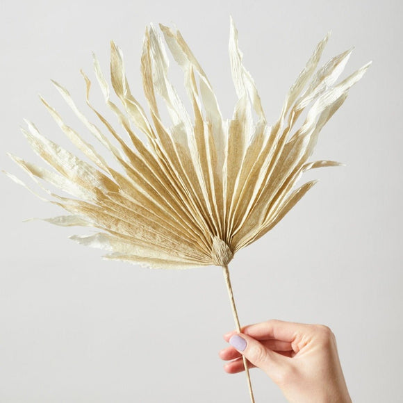 La plus belle feuille - « Morning Glory » 